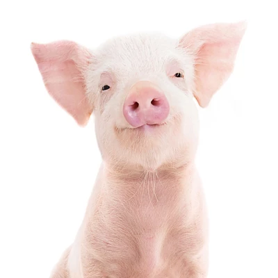 Americanflat Nursery Baby Animals - 8 Piece Square Framed With Mat Gallery Wall Set 3 Americanflat Nursery Baby Animals - 8 Piece Square Framed With Mat Gallery Wall Set - Image 3