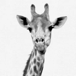 Set Of 8- 11x11 Gallery Square Framed Prints W/ Mats Decorative Wall Art Set - Black And White Jungle Nursery - Americanflat With Mat 13 Set Of 8- 11x11 Gallery Square Framed Prints W/ Mats Decorative Wall Art Set - Black And White Jungle Nursery - Americanflat With Mat -Americanflat GUEST 12c3e787 ddff 4117 a244 80b4611e1a78