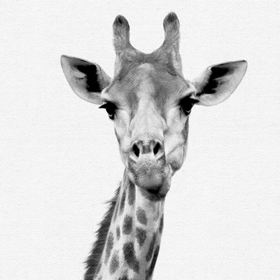 Set Of 8- 11x11 Gallery Square Framed Prints W/ Mats Decorative Wall Art Set - Black And White Jungle Nursery - Americanflat With Mat 6 Set Of 8- 11x11 Gallery Square Framed Prints W/ Mats Decorative Wall Art Set - Black And White Jungle Nursery - Americanflat With Mat - Image 6