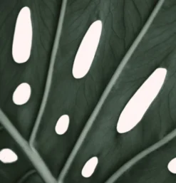 Americanflat 71" X 74" Shower Curtain Style 1 By ArtPrink 14 Americanflat 71" X 74" Shower Curtain Style 1 By ArtPrink -Americanflat GUEST 15c1f176 4103 49ea 9daa fe83092cc5ad