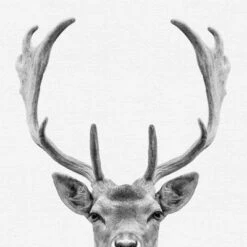 Set Of 8- 11x11 Gallery Square Framed Prints W/ Mats Decorative Wall Art Set - Black And White Jungle Nursery - Americanflat With Mat 14 Set Of 8- 11x11 Gallery Square Framed Prints W/ Mats Decorative Wall Art Set - Black And White Jungle Nursery - Americanflat With Mat -Americanflat GUEST 183c62bb 30d8 4f9a bc14 461c08929439