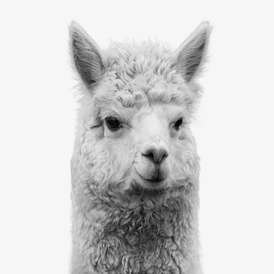 Set Of 8- 11x11 Gallery Square Framed Prints W/ Mats Decorative Wall Art Set - Black And White Jungle Nursery - Americanflat With Mat 5 Set Of 8- 11x11 Gallery Square Framed Prints W/ Mats Decorative Wall Art Set - Black And White Jungle Nursery - Americanflat With Mat - Image 5