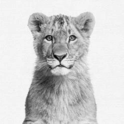 Set Of 8- 11x11 Gallery Square Framed Prints W/ Mats Decorative Wall Art Set - Black And White Jungle Nursery - Americanflat With Mat 11 Set Of 8- 11x11 Gallery Square Framed Prints W/ Mats Decorative Wall Art Set - Black And White Jungle Nursery - Americanflat With Mat -Americanflat GUEST 710eec6d b866 4e9f a3eb 5ca77fcf531c