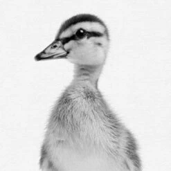 Set Of 8- 11x11 Gallery Square Framed Prints W/ Mats Decorative Wall Art Set - Black And White Jungle Nursery - Americanflat With Mat 15 Set Of 8- 11x11 Gallery Square Framed Prints W/ Mats Decorative Wall Art Set - Black And White Jungle Nursery - Americanflat With Mat -Americanflat GUEST 72fd9c56 8449 4553 94c1 3a7e1836c539