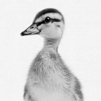 Set Of 8- 11x11 Gallery Square Framed Prints W/ Mats Decorative Wall Art Set - Black And White Jungle Nursery - Americanflat With Mat 8 Set Of 8- 11x11 Gallery Square Framed Prints W/ Mats Decorative Wall Art Set - Black And White Jungle Nursery - Americanflat With Mat - Image 8