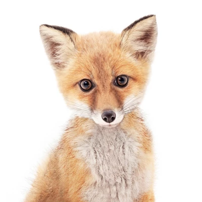 Americanflat Nursery Baby Animals - 8 Piece Square Framed With Mat Gallery Wall Set 6 Americanflat Nursery Baby Animals - 8 Piece Square Framed With Mat Gallery Wall Set - Image 6