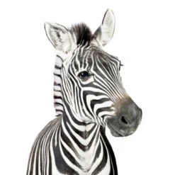 Americanflat Nursery Baby Animals - 8 Piece Square Framed With Mat Gallery Wall Set 16 Americanflat Nursery Baby Animals - 8 Piece Square Framed With Mat Gallery Wall Set -Americanflat GUEST 85fc226c 9511 4129 88ee c830fbf65796