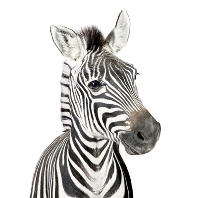 Americanflat Nursery Baby Animals - 8 Piece Square Framed With Mat Gallery Wall Set 8 Americanflat Nursery Baby Animals - 8 Piece Square Framed With Mat Gallery Wall Set - Image 8