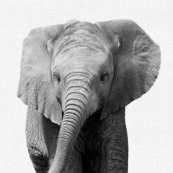 Black And White Nursery Safari - 4 Piece Framed Gallery Wall Set - Americanflat With Mat 7 Black And White Nursery Safari - 4 Piece Framed Gallery Wall Set - Americanflat With Mat -Americanflat GUEST 8d7eaf7a b03f 485e 8a80 f7f65ca02f1e 1