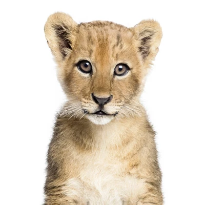 Americanflat Nursery Baby Animals - 8 Piece Square Framed With Mat Gallery Wall Set 4 Americanflat Nursery Baby Animals - 8 Piece Square Framed With Mat Gallery Wall Set - Image 4