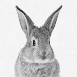 Set Of 8- 11x11 Gallery Square Framed Prints W/ Mats Decorative Wall Art Set - Black And White Jungle Nursery - Americanflat With Mat 10 Set Of 8- 11x11 Gallery Square Framed Prints W/ Mats Decorative Wall Art Set - Black And White Jungle Nursery - Americanflat With Mat -Americanflat GUEST c5e5fdca 41be 4d85 94b8 063b2531adc8