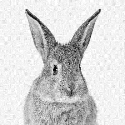 Set Of 8- 11x11 Gallery Square Framed Prints W/ Mats Decorative Wall Art Set - Black And White Jungle Nursery - Americanflat With Mat 3 Set Of 8- 11x11 Gallery Square Framed Prints W/ Mats Decorative Wall Art Set - Black And White Jungle Nursery - Americanflat With Mat - Image 3