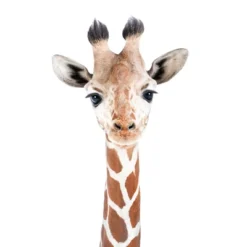 Americanflat Nursery Baby Animals - 8 Piece Square Framed With Mat Gallery Wall Set 17 Americanflat Nursery Baby Animals - 8 Piece Square Framed With Mat Gallery Wall Set -Americanflat GUEST f7e18ee7 ca7c 47ec 9f79 f37fb01a7708