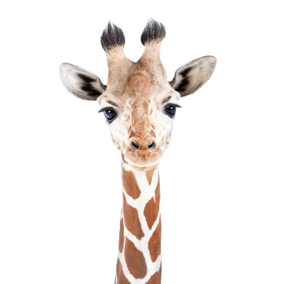 Americanflat Nursery Baby Animals - 8 Piece Square Framed With Mat Gallery Wall Set 9 Americanflat Nursery Baby Animals - 8 Piece Square Framed With Mat Gallery Wall Set - Image 9